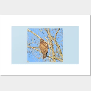 Red-tailed hawk, birds, wildlife, gifts Posters and Art